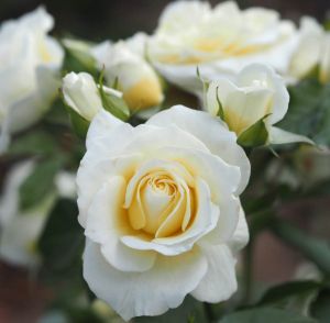 Happy Birthday To You rose - Cream Floribunda - Gardenroses.co.uk
