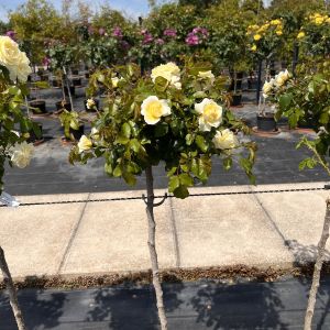 Happy Birthday To You standard rose - Cream Floribunda - Gardenroses.co.uk