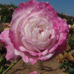 Happy Couple Rose - White/Cream with Pink Lilac Edges Floribunda - Gardenroses.co.uk