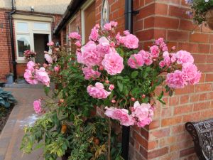 Happy Retirement standard rose - Pink Floribunda - Gardenroses.co.uk