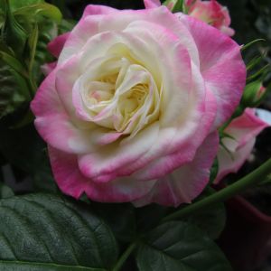 Helen rose - Pink and Cream Floribunda - Gardenroses.co.uk