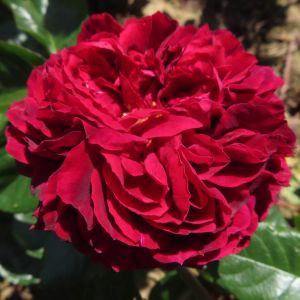 Highgrove rose - Red Climber - Gardenroses.co.uk