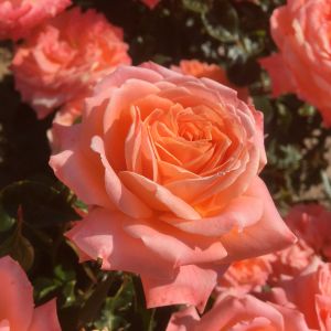 Home Sweet Home rose - Pink and Orange Floribunda - Gardenroses.co.uk
