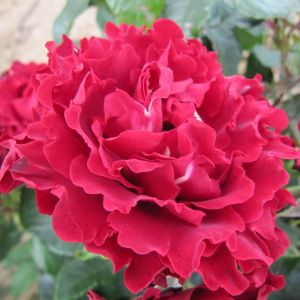 Hommage A Barbara rose - Red Hybrid Tea - Gardenroses.co.uk