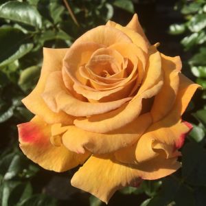 Honey Dijon rose - Yellow Floribunda - Gardenroses.co.uk
