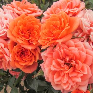 Honeybun rose - Orange Patio - Gardenroses.co.uk