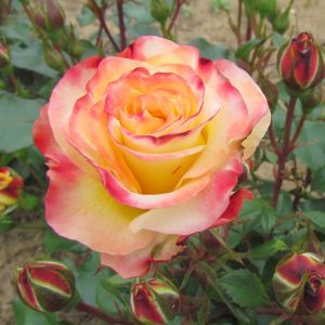 Pamela rose | Yellow/Pink Floribunda | Gardenroses.co.uk