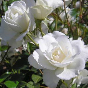 Iceberg rose - White Floribunda - Gardenroses.co.uk
