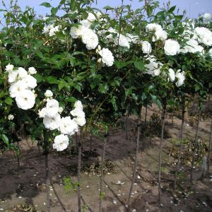 Iceberg standard rose - White Floribunda - Gardenroses.co.uk