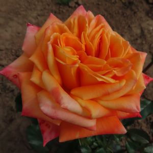 Name A Rose #003