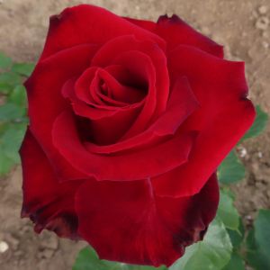 Name A Rose #015