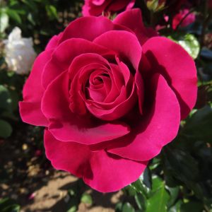 Irene's Perfume Rose - Red/Pink Shrub - Gardenroses.co.uk