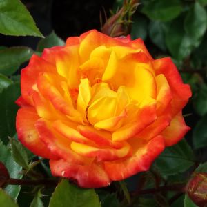 Irish Eyes rose - Orange/Red Floribunda - Gardenroses.co.uk