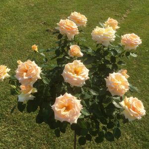 Isn't She Lovely standard rose - Blush and Cream Hybrid Tea - Gardenroses.co.uk