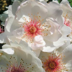 Jacqueline Du Pre rose - White Shrub - Gardenroses.co.uk