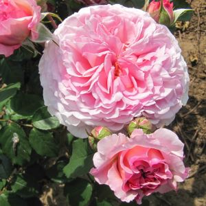 James Galway rose - Pink Climber - Gardenroses.co.uk