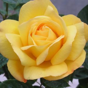 Jean's Joy Rose - Yellow Climbing Rose - gardenroses.co.uk