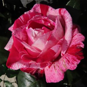 Jean's Rose - Striped Hybrid Tea - Gardenroses.co.uk