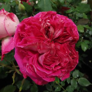 Jane rose - Pinky Red Shrub - Gardenroses.co.uk