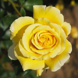 Our Joe rose - Yellow Hybrid Tea - Gardenroses.co.uk