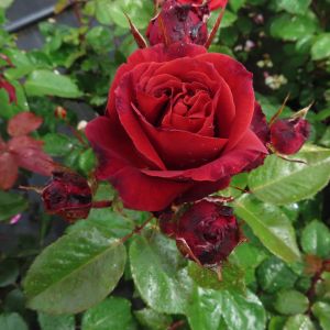 John rose - Red Hybrid Tea - Gardenroses.co.uk