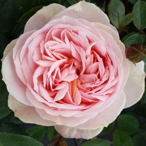 Joie de Vivre rose - Pink Floribunda - Gardenroses.co.uk