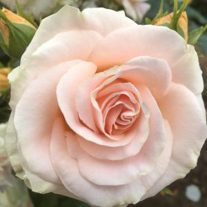 Just For You rose - Pink Floribunda - Gardenroses.co.uk