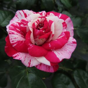 Just Alex rose - Pink Striped Climber - Gardenroses.co.uk