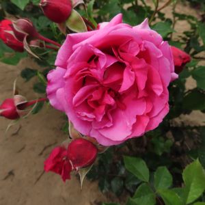 Karen rose - Pink Shrub - Gardenroses.co.uk