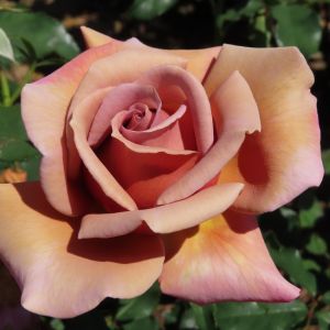 Koko Loko rose - Fawn Hybrid Tea - Gardenroses.co.uk