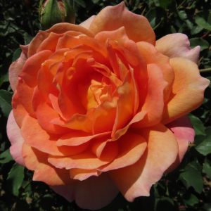 Lady of Shalott rose - Orange Shrub - Gardenroses.co.uk