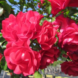 Lancashire rose - Cherry Red Ground Cover - Gardenroses.co.uk
