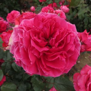 Laura rose - Pink Floribunda - Gardenroses.co.uk