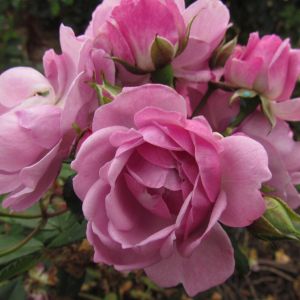 Lilac Bouquet rose - Lilac Rambler - Gardenroses.co.uk