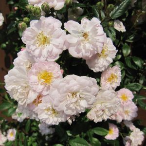 Little Rambler Rose - Blush Pink Rambling Rose - Gardenroses.co.uk