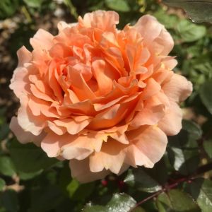 Lord Byron rose - Apricot Climber - Gardenroses.co.uk
