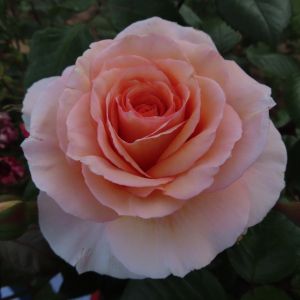 Louise Rose - Peach/Apricot Floribunda Rose - Gardenroses.co.uk