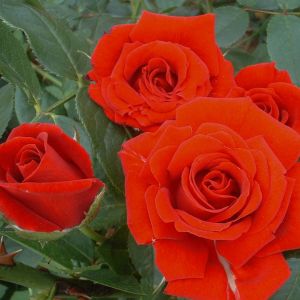 Love Knot rose - Red Climber - Gardenroses.co.uk