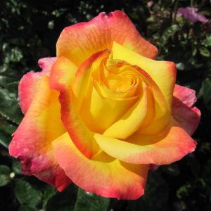 Love and Peace rose - Yellow and Pink Hybrid Tea - Gardenroses.co.uk