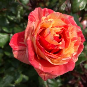 Love Me Tender rose - Striped Yellow and Pink Floribunda - Gardenroses.co.uk