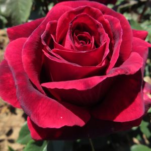 Love of my Life rose - Red Hybrid Tea - Gardenroses.co.uk