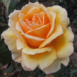 Lovely Boy rose - Orange Hybrid Tea - Gardenroses.co.uk