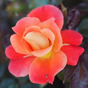 Lovely Sister rose - Pink and Orange Blended Floribunda - gardenroses.co.uk