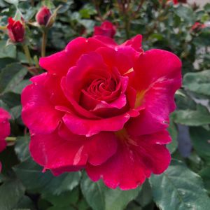 Lovely Lynn Rose - Pink Floribunda - Gardenroses.co.uk