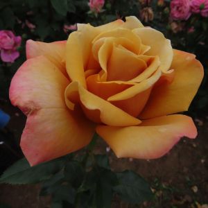 Loving Son rose - Copper Hybrid Tea - Gardenroses.co.uk