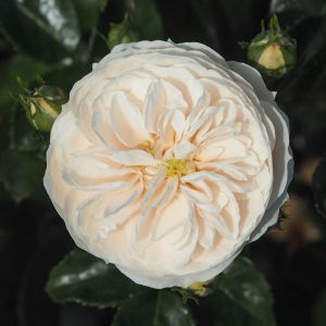 Macmillan Nurse rose - White Shrub - Gardenroses.co.uk