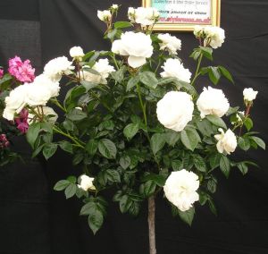 MacMillan Nurse standard rose - White Shrub - Gardenroses.co.uk