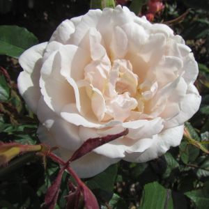Madame Alfred Carriere rose - Cream Floribunda - Gardenroses.co.uk