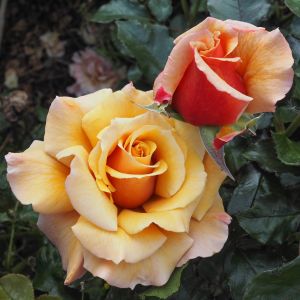 Magic Moment rose - Tan Blended Hybrid Tea - Gardenroses.co.uk