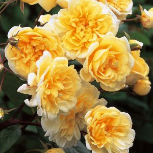 Malvern Hills rose - Yellow Rambler - Gardenroses.co.uk